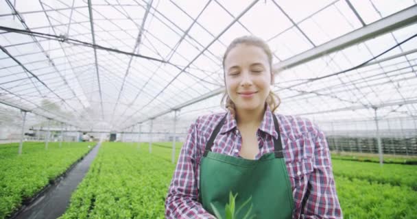 Mãos estendendo uma planta cultivada de sementes jovem — Vídeo de Stock
