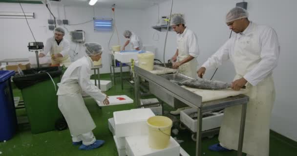Travailleurs dans une usine de transformation des produits de la mer — Video