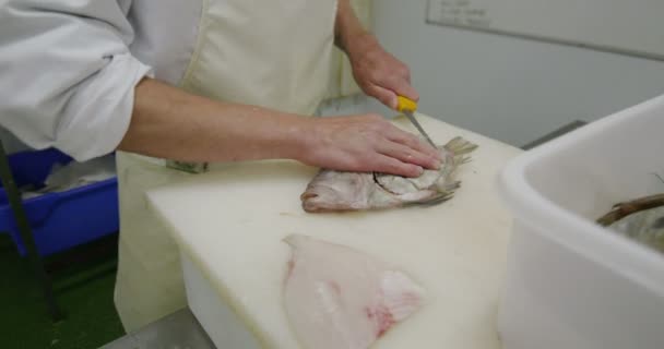 Lavoratore del pesce nello stabilimento — Video Stock