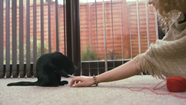 は若い女性のかわいい黒い子ネコを家庭で遊んでのクローズ アップ — ストック動画