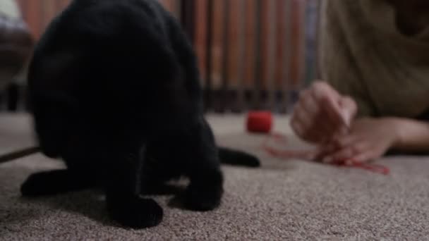 Zbliżenie Ładny Czarny Kotek Właściciel Grając Domu — Wideo stockowe
