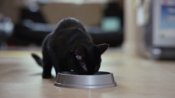 Cute Black Cat Eating Metal Bowl Home — Stock Video