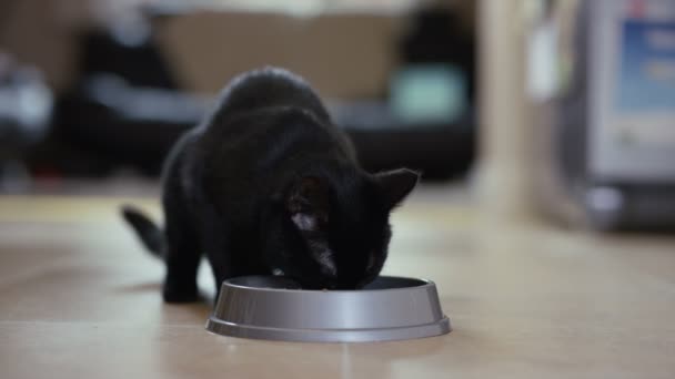 Söt Svart Katt Äta Från Metall Skål Hemma — Stockvideo