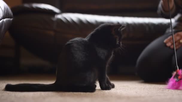 Mujer Joven Jugando Con Lindo Gatito Negro Casa — Vídeos de Stock