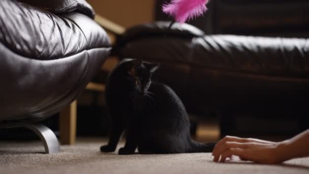 Genç Kadın Sevimli Siyah Yavru Kedi Ile Evde Oynarken — Stok video