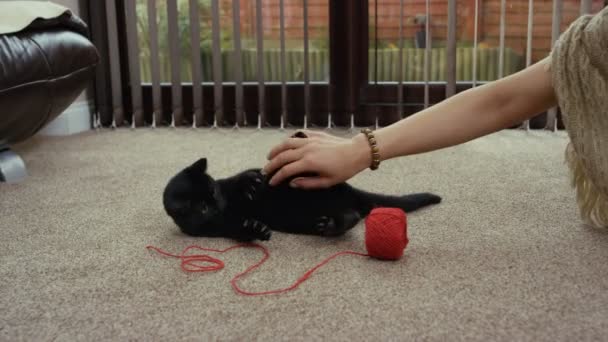 Cute Black Kitten Play Fighting Owner Ball String — Stock Video