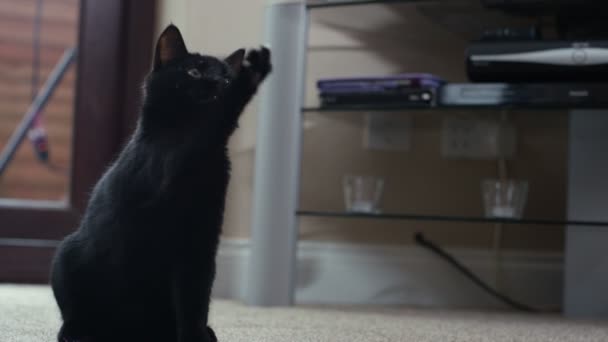 关闭可爱的黑猫玩羽毛玩具 — 图库视频影像