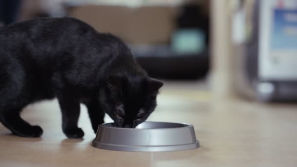 mans main mettant bol avec de la nourriture pour chat sur le sol 