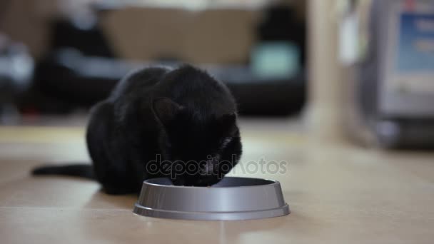 Carino Gatto Nero Mangiare Ciotola Metallo Casa — Video Stock