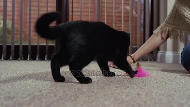 所有者と羽グッズとの戦い かわいい黒い子猫遊び — ストック動画
