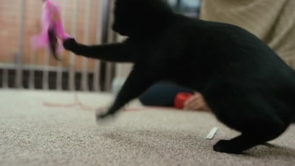 Nahaufnahme Von Niedlichen Schwarzen Kätzchen Die Mit Einem Gefiederten Spielzeug — Stockvideo