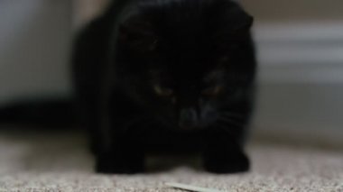 Sevimli siyah yavru kedi ve evde oynarken sahibi kapat