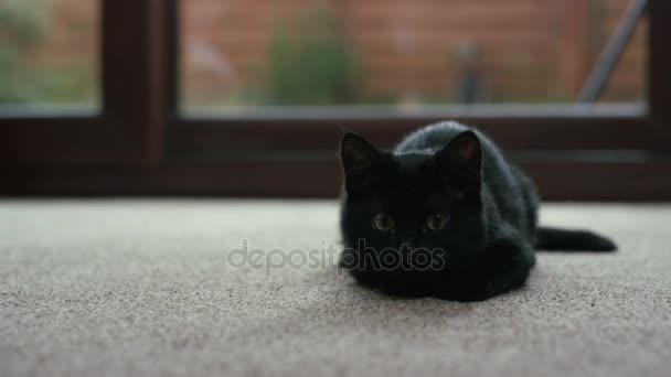 Lindo Gatito Negro Mirando Cámara Con Los Ojos Siguiendo Objeto — Vídeo de stock