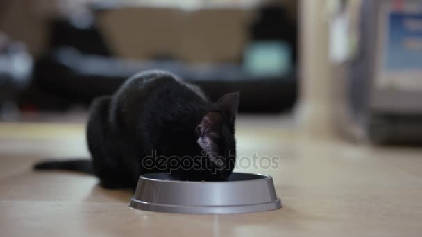 Lindo Negro Gato Comer Metal Bowl Casa — Vídeo de stock