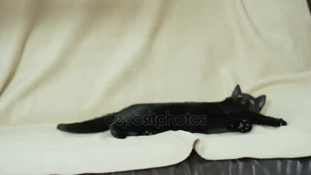 Cute Black Kitten Cosy Spot Sofa Practicing His Stalking Skills — Stock Video