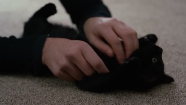 Закрывает Симпатичного Черного Котенка Получающего Животик Своего Хозяина — стоковое видео