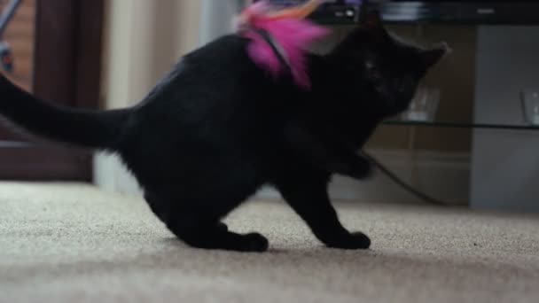 Close Gatinho Preto Bonito Brincando Com Brinquedo Penas — Vídeo de Stock