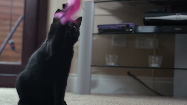 は羽のおもちゃで遊ぶかわいい黒い子猫のクローズ アップ — ストック動画