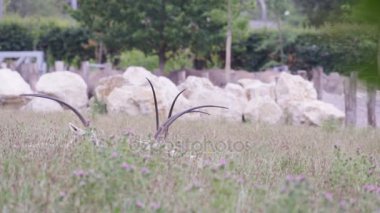 doğal yaşam parkı ile arka planda beyaz gergedanlar, otlatma 4 k kıvrık boynuzlu oriks
