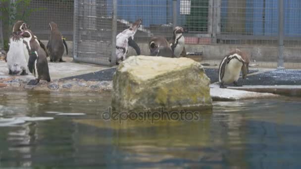 Pinguine Zur Fütterungszeit Zoo — Stockvideo