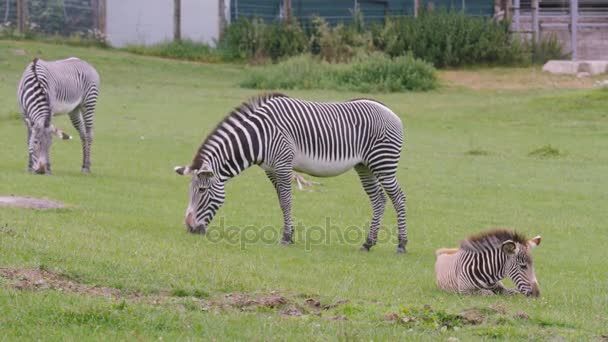 Zebra Család Wildlife Park Felnőtt Állatok Fiatal Csikó Legelő — Stock videók