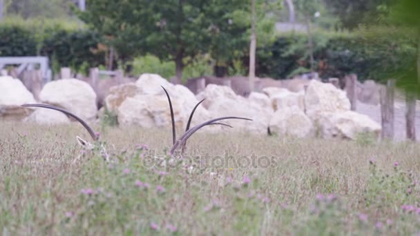 背景の白いサイと野生動物公園で放牧 三日月角オリックス — ストック動画