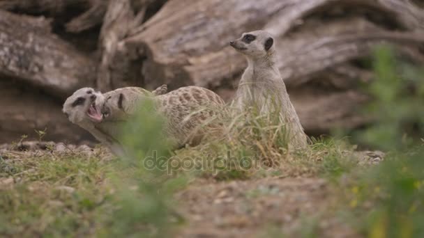 Οικογένεια Ομάδα Meerkats Στο Πάρκο Άγριας Ζωής — Αρχείο Βίντεο