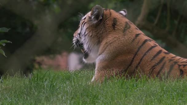 Tiger Leżąc Trawie Parku Przyrody — Wideo stockowe