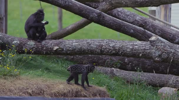 Grupo Familiar Macacos Crista Preta Parque Vida Selvagem — Vídeo de Stock