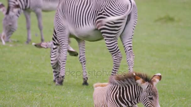 Zebra Family Wildlife Park Adult Animals Young Foal Grazing Grass — Stock Video