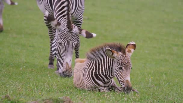 Familia Cebra Parque Vida Silvestre Animales Adultos Con Potro Joven — Vídeo de stock