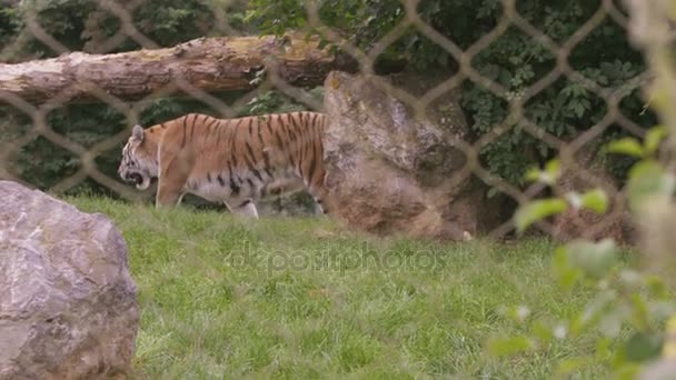 Tiger Περπατώντας Μέσα Από Περίβλημα Στο Πάρκο Άγριας Ζωής — Αρχείο Βίντεο