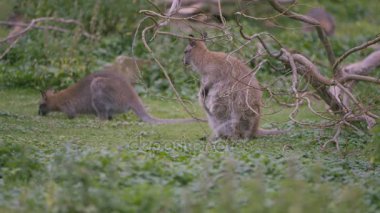 doğal yaşam parkı, Wallabies, 4k yakın çekim
