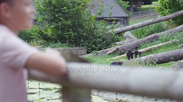 Mladík Dívá Výběhu Zvířat Zoo Opice Pozadí — Stock video