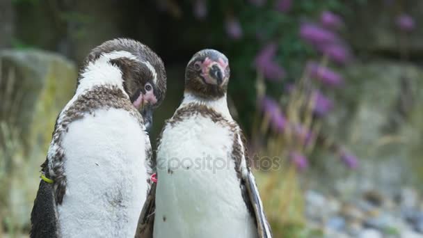 Retrato Pingüinos Arreglándose Zoológico — Vídeos de Stock