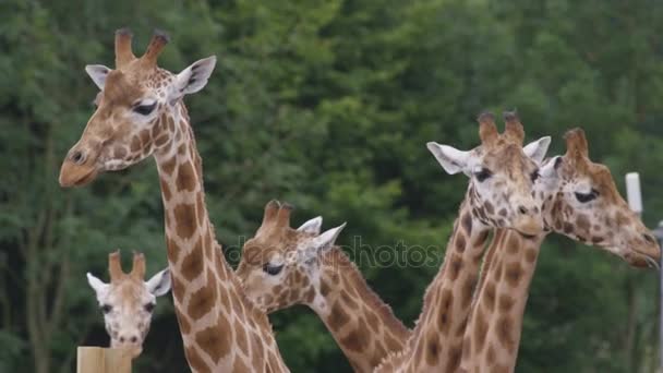 Family Giraffes Wildlife Park — Stock Video