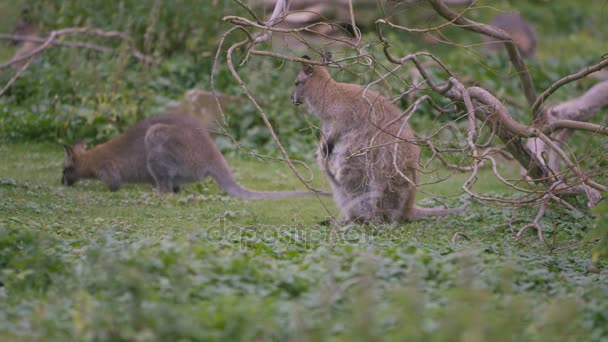 Close Wallabies Wildlife Park — Stock Video