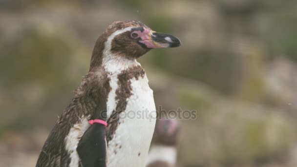 Пингвины Портретисты Готовятся Зоопарке — стоковое видео