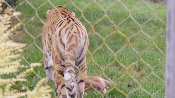 Tiger Walking Enclosure Wildlife Park — Stock Video