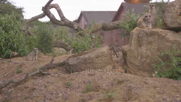 Familie Groep Stokstaartjes Wildpark — Stockvideo