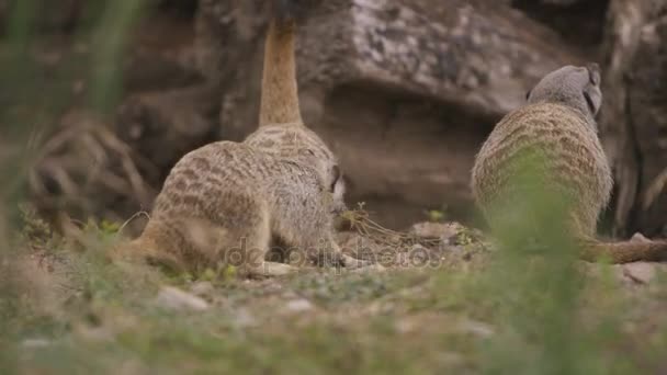 Familie Groep Stokstaartjes Wildpark — Stockvideo