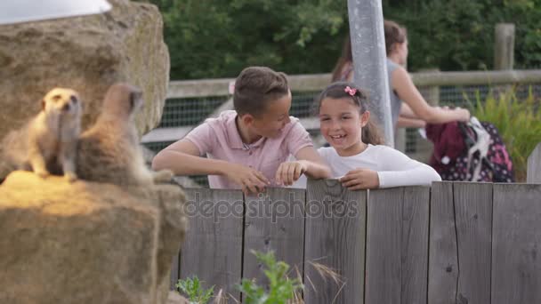 Glücklicher Kleiner Junge Und Mädchen Schaut Erdmännchen Wildpark — Stockvideo