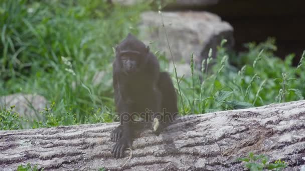 Retrato Del Mono Macaco Cresta Negro Bebé Parque Vida Silvestre — Vídeos de Stock