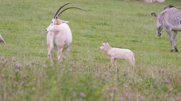 Cebra Oryx Con Cuernos Cimitarra Con Ternera Pastando Hierba Parque — Vídeos de Stock
