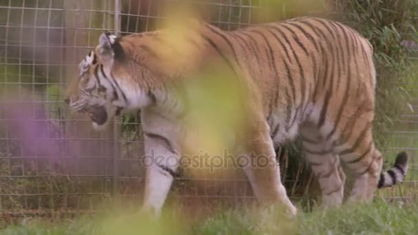 Tiger Περπατώντας Μέσα Από Περίβλημα Στο Πάρκο Άγριας Ζωής — Αρχείο Βίντεο