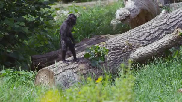 Grupo Familiar Macacos Crista Preta Parque Vida Selvagem Não Pessoas — Vídeo de Stock