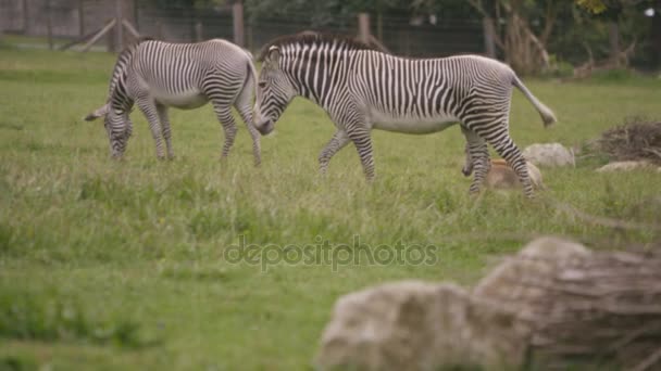 4 k Zebra család: wildlife park, a felnőtt állatok fiatal csikó-legelő fű