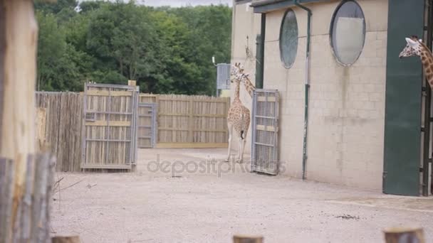 Happy Mother Children Looking Family Giraffes Wildlife Park — Stock Video