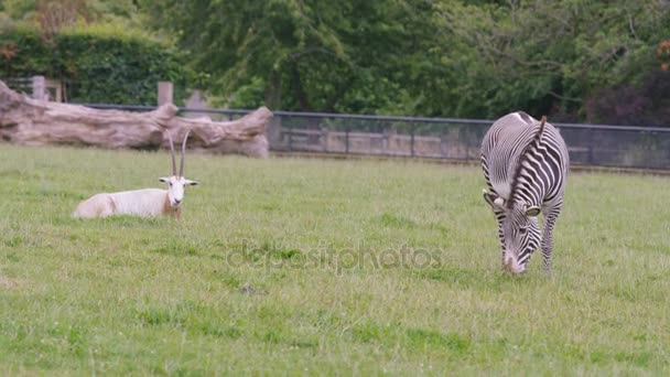 Ζέβρα Και Όρυξ Δάμμα Oryx Βόσκηση Στο Γρασίδι Στο Πάρκο — Αρχείο Βίντεο