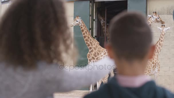 小男孩和他的母亲在野生动物公园看长颈鹿的家人 — 图库视频影像